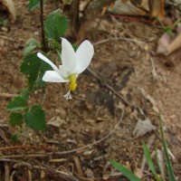 Hibiscus micranthus L.f.